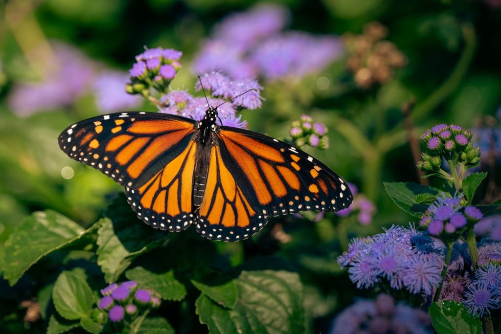 A vibrant Monarch butterfly resting on purple flowers in a garden setting.