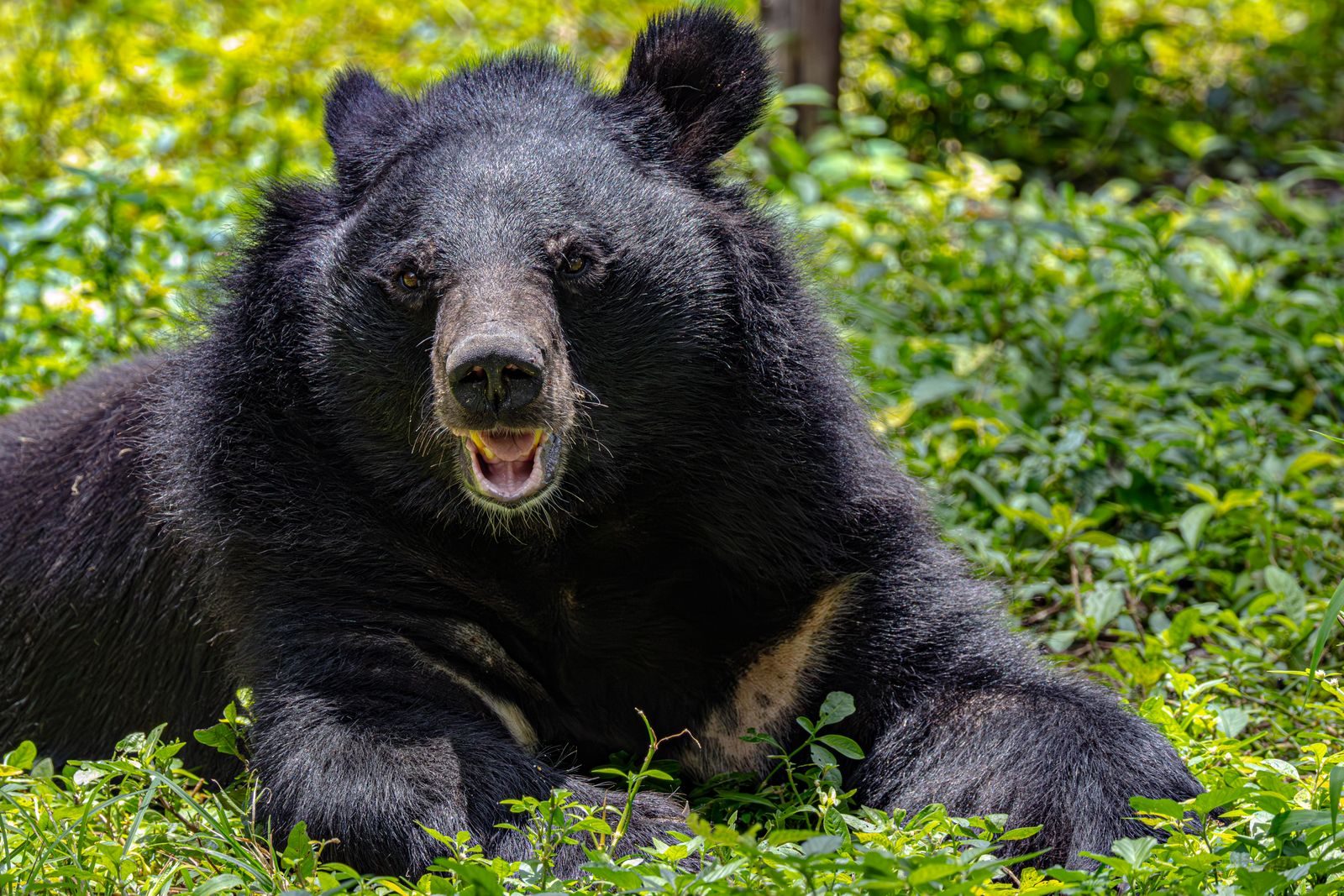 Close-up of a majestic Asiatic black bear resting in a vibrant forest setting.