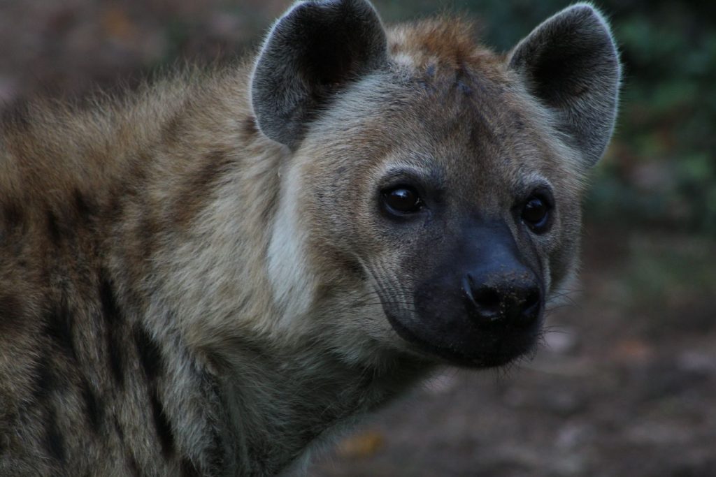 A detailed close-up of a spotted hyena in its natural habitat.