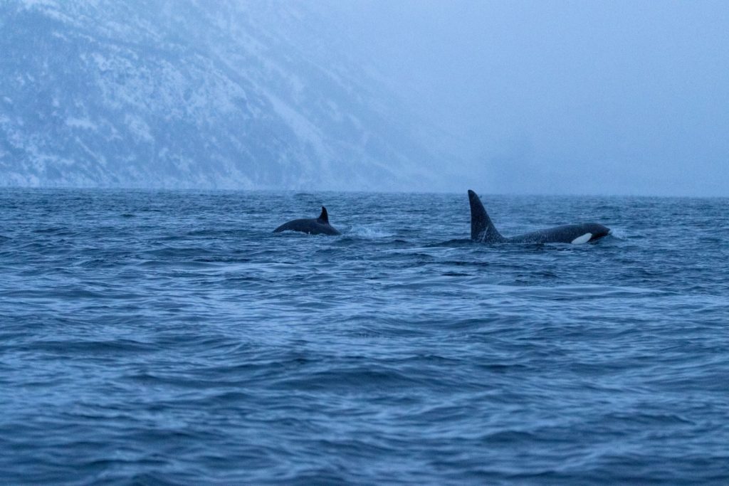 Two majestic orca whales swim in the cold Arctic sea with a snowy mountainous backdrop at dusk.