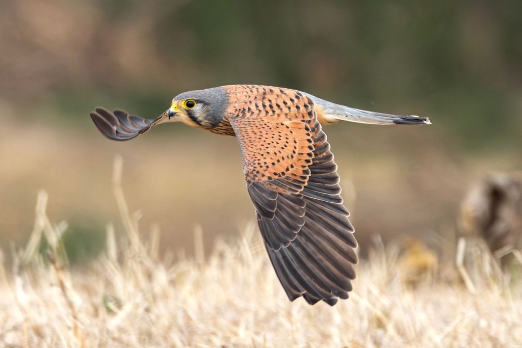 Close-up of a Common Kestrel mid-flight over grassy field, showcasing its striking plumage.