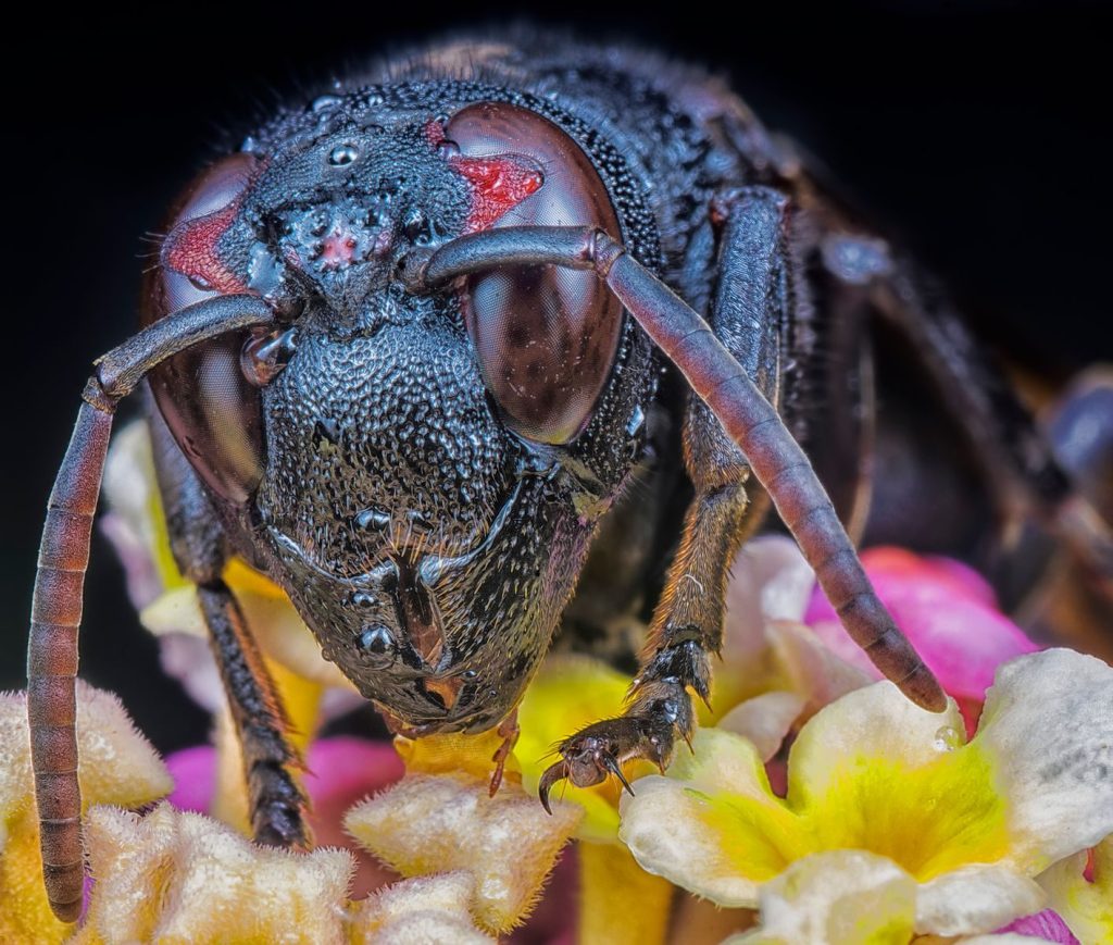 Macro shot of a black bee on vibrant flowers, showcasing intricate details of the insect.
