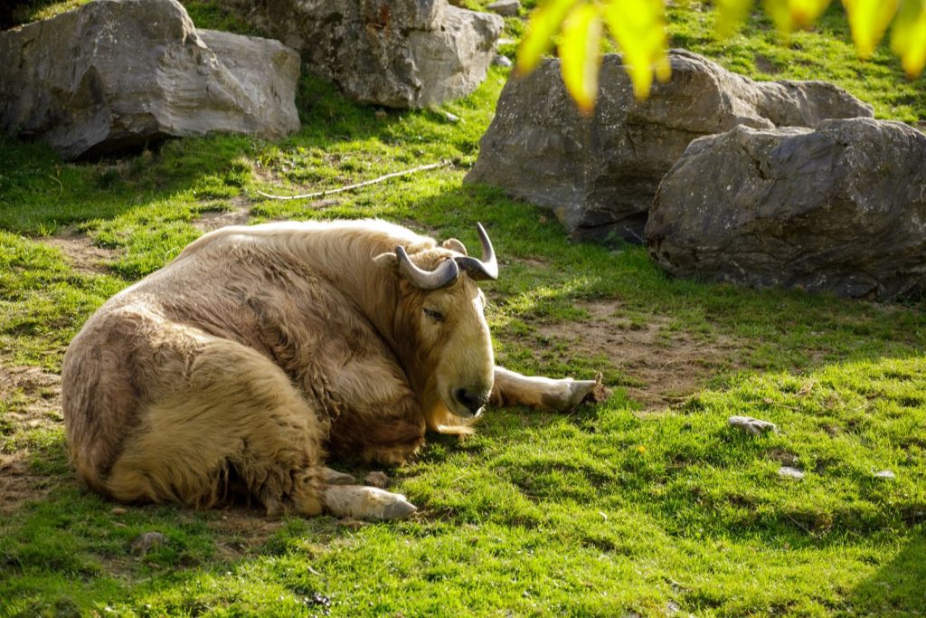Golden takin resting on grassy terrain in Brugelette, Belgium. Calm wildlife scene.