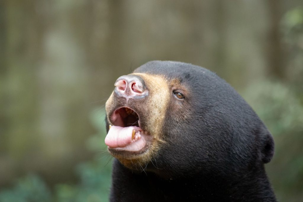 A detailed close-up of a sun bear yawning, showcasing its distinct muzzle and tongue.