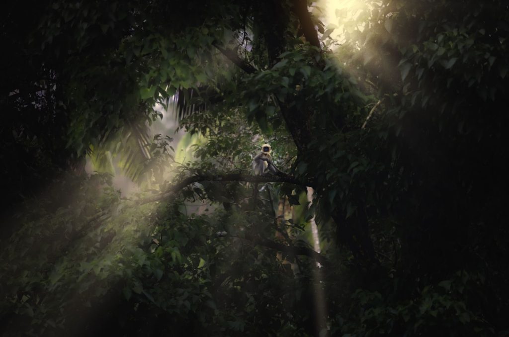 A monkey sits on a tree branch bathed in sunlight amidst dense forest foliage.