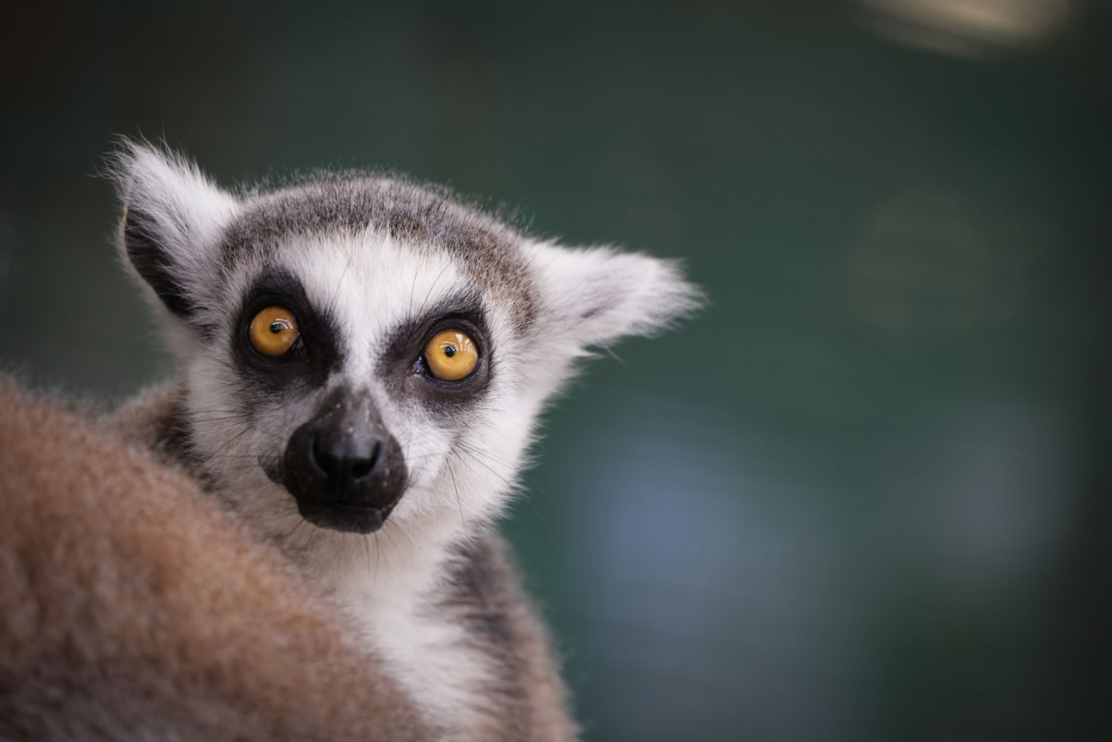 Detailed close-up of a ring-tailed lemur with striking orange eyes in a natural environment.