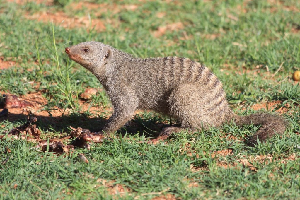 Banded mongoose exploring South African grassland, showcasing its distinctive stripes and long tail.