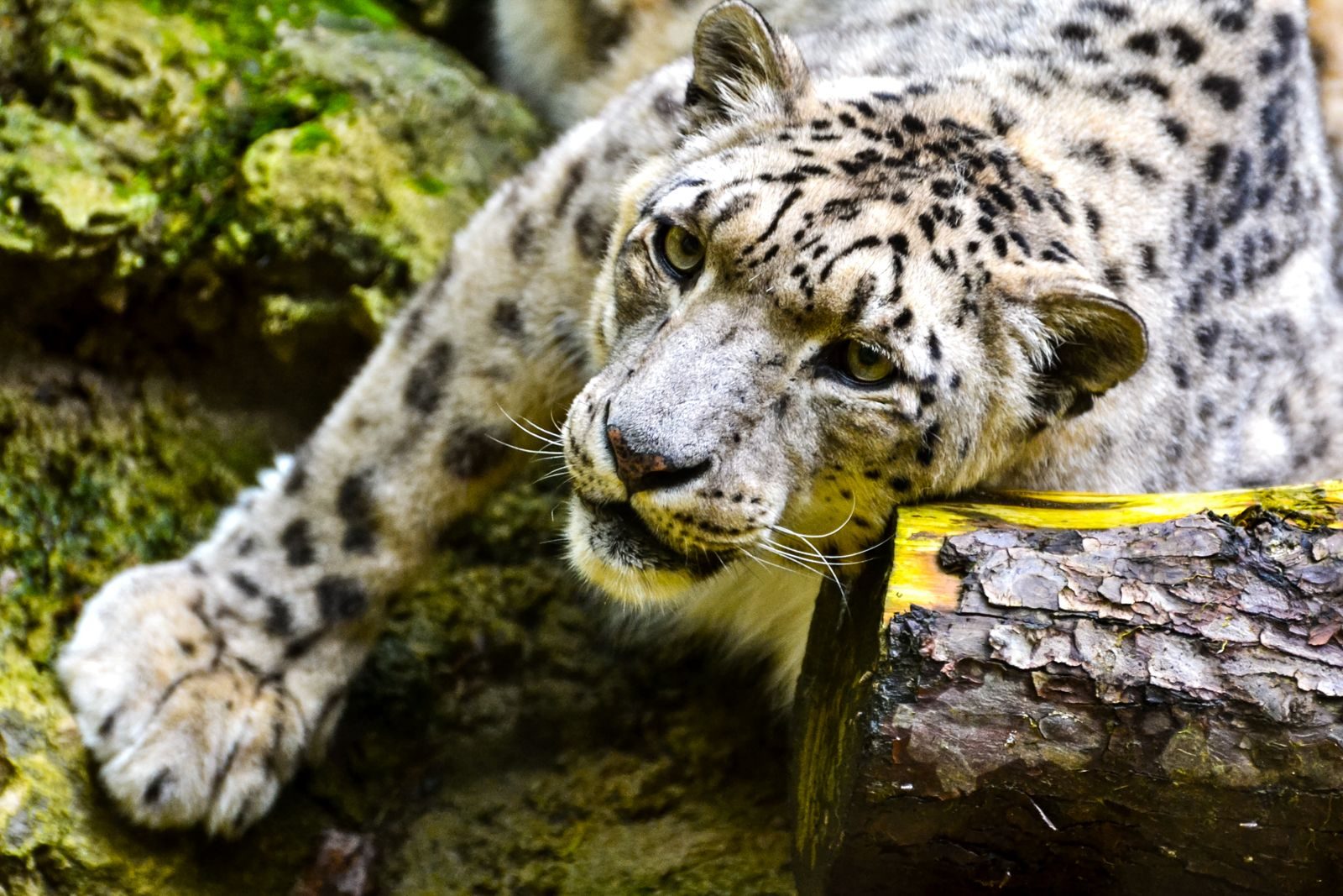 A snow leopard rests on rocky terrain, showcasing its distinctive spotted fur and piercing gaze.