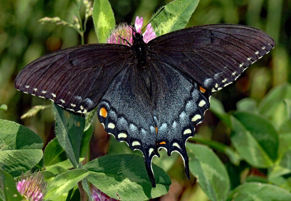 Detailed view of a vibrant black swallowtail butterfly resting on a flower in a natural setting.