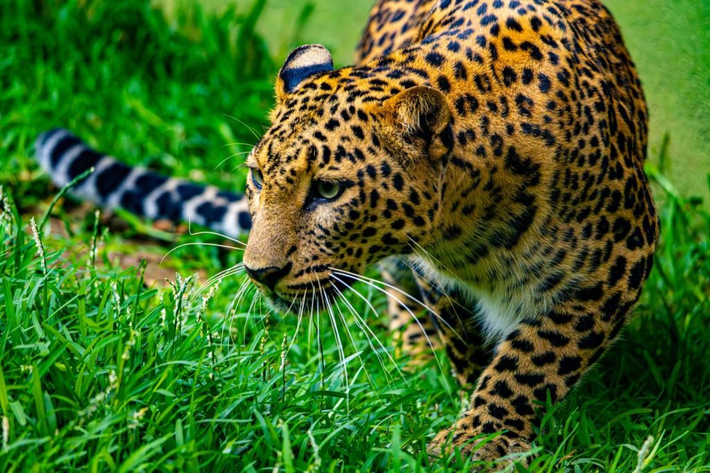 An intense close-up of a leopard stalking through green grass, showcasing its vibrant spotted coat.