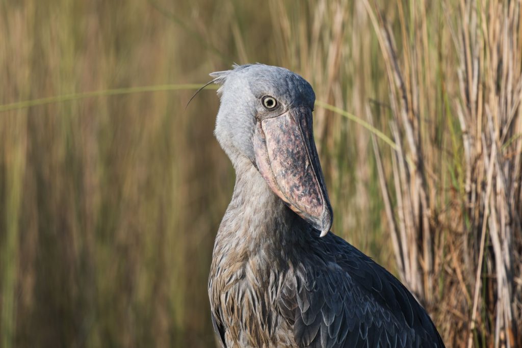 A detailed portrait of a Shoebill Stork standing amidst tall grass, showcasing its unique features.
