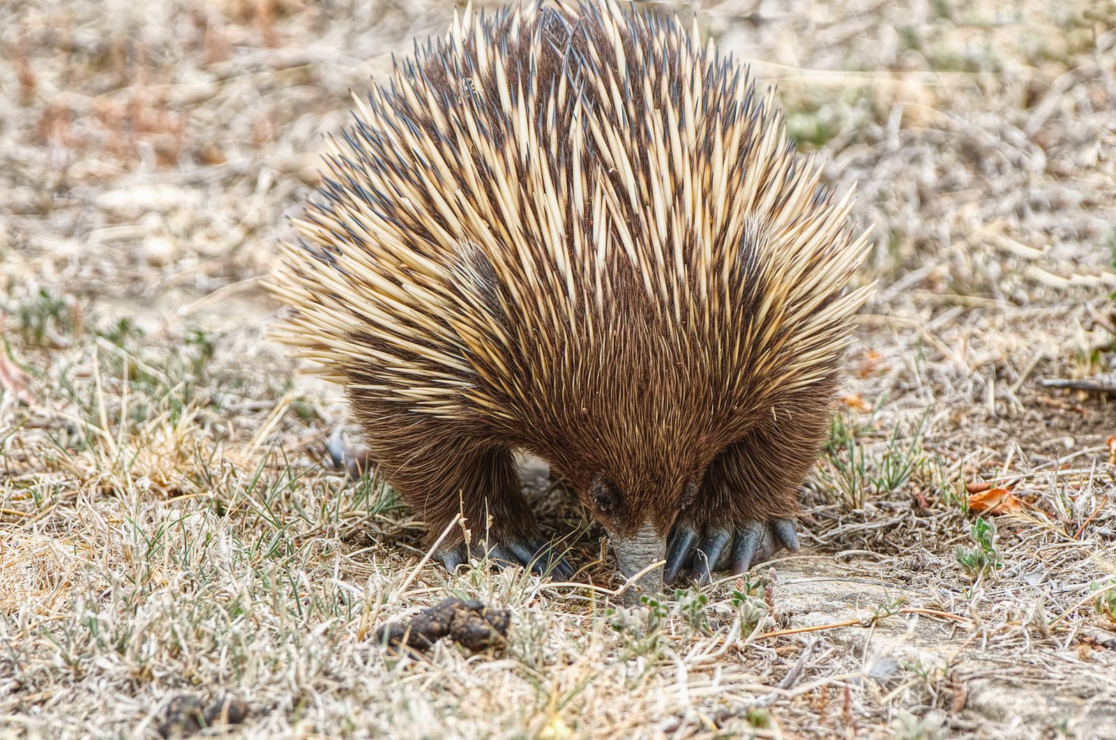 Close-up of an echidna foraging in arid terrain, showcasing its spines and snout in detail.