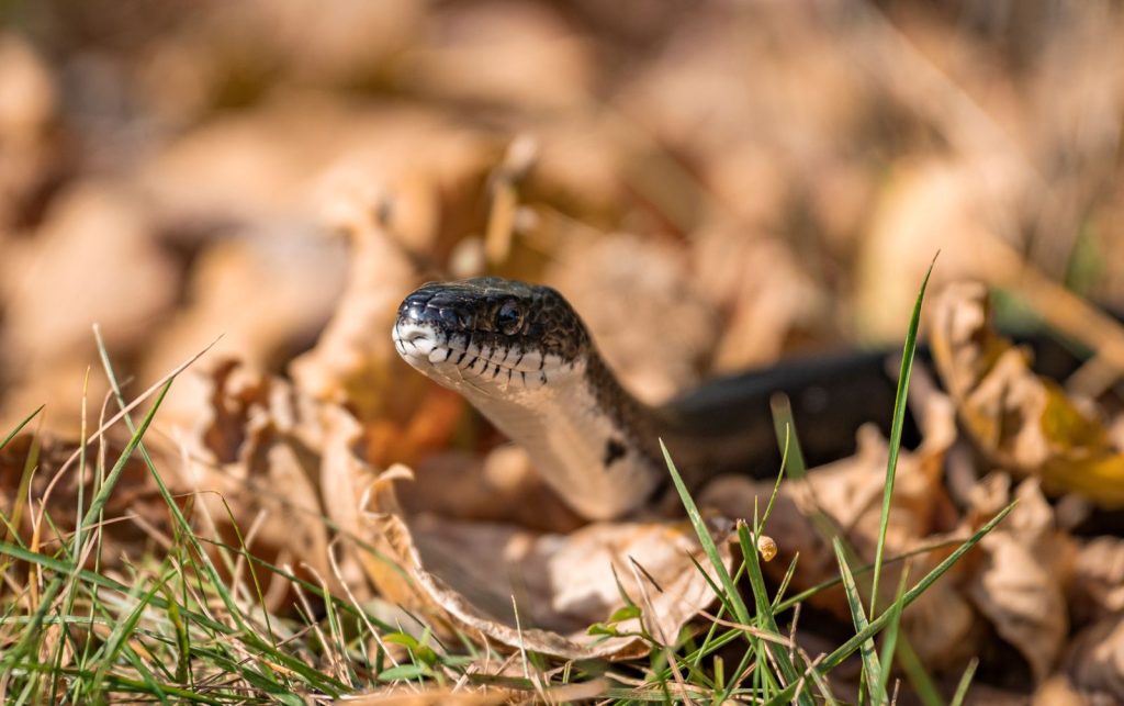 A snake camouflages in autumn leaves, showcasing natural stealth and beauty.