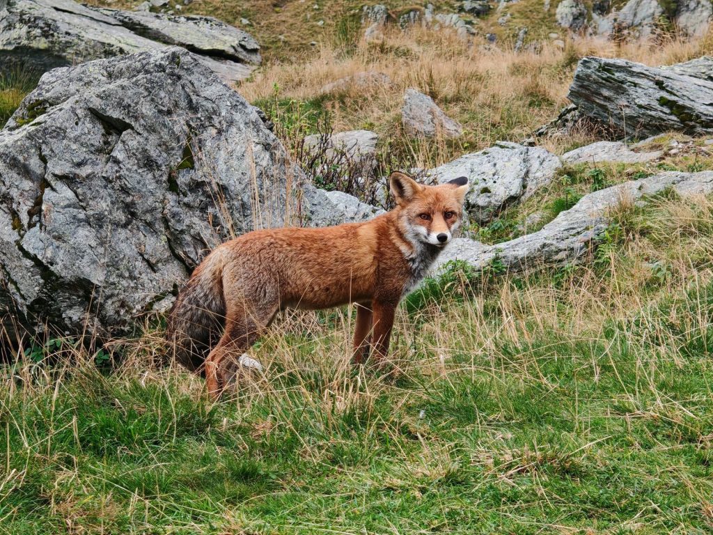 A red fox stands amidst grass and rocks, showcasing its natural mountain habitat.