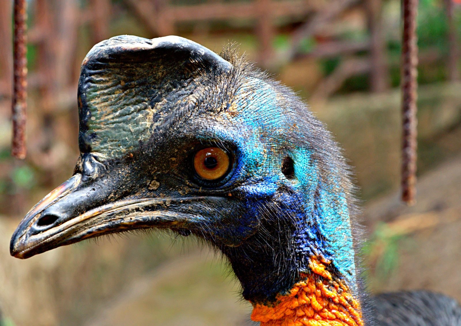 Detailed image of a colorful cassowary showcasing its unique features and vibrant plumage.