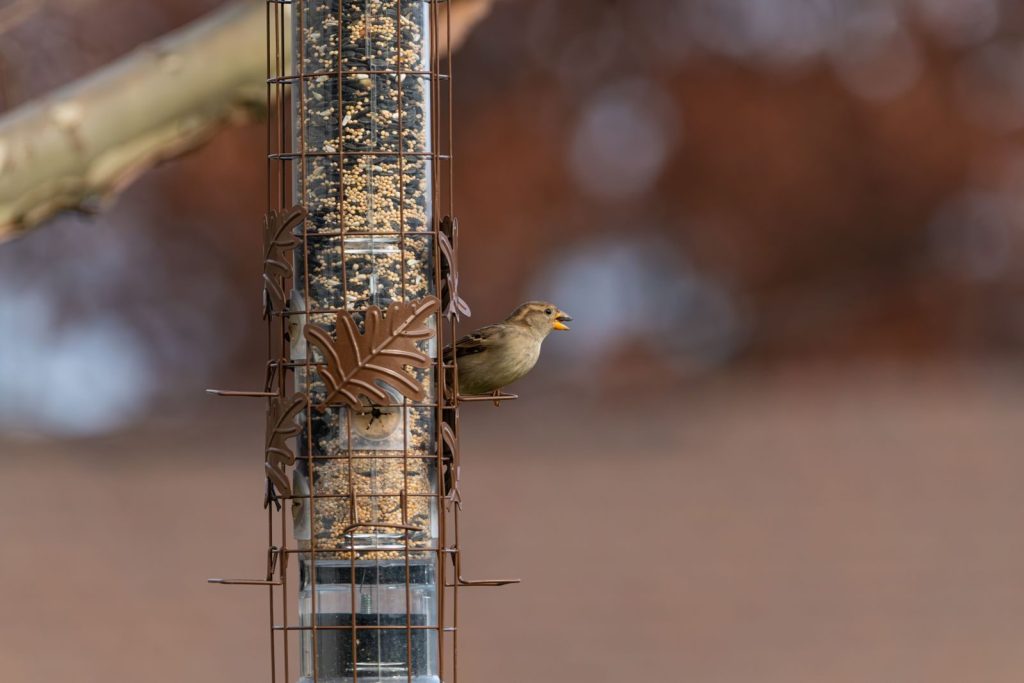 A house sparrow eating seeds from a feeder with autumn background in Canonsburg.