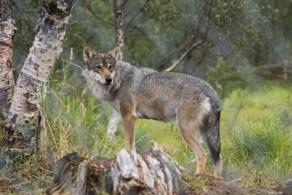 A lone wolf standing alert in a lush green forest, showcasing the beauty of wildlife.