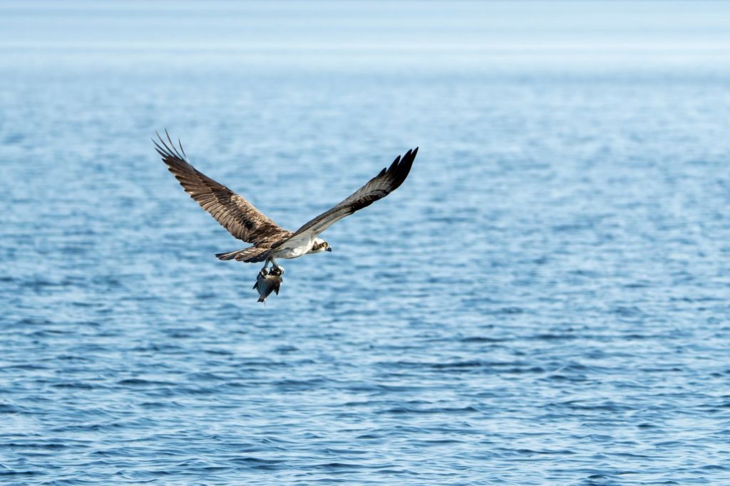 An osprey flies over the ocean with a fish in its talons, showcasing nature's predator-prey dynamics.
