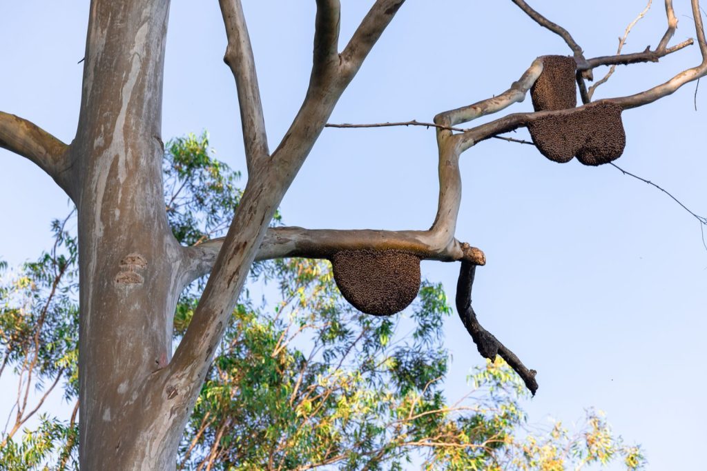 Beehives on tree branches in a clear blue sky outdoor setting.