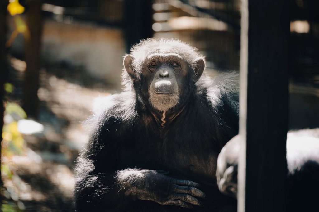 Close-up portrait of a chimpanzee in a sunlit outdoor environment, showcasing expressive features and natural habitat.