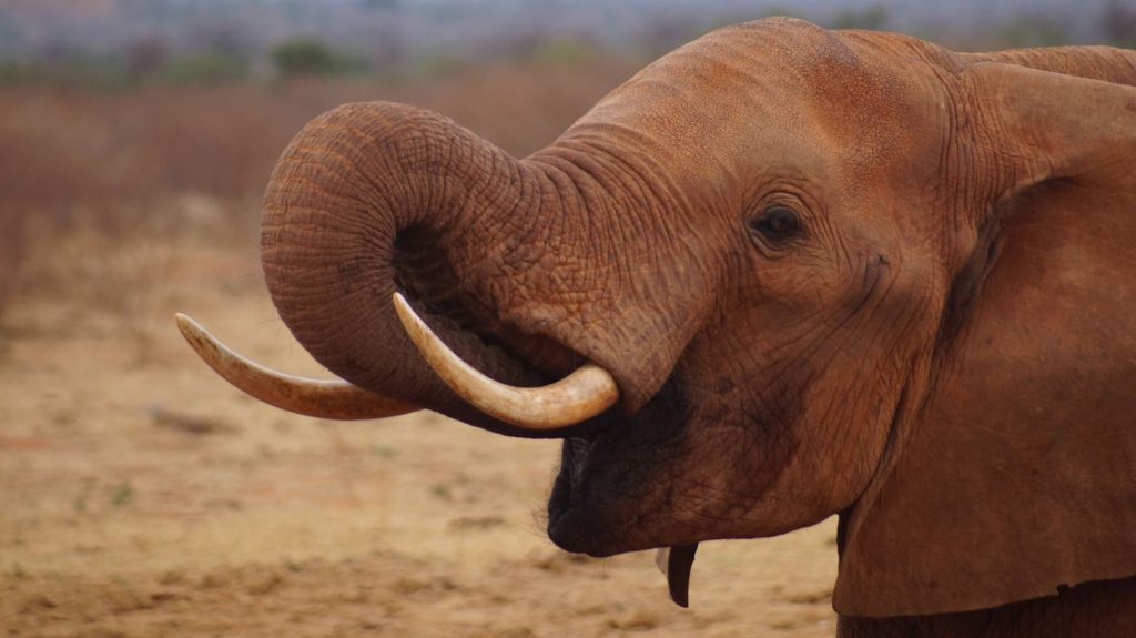 Majestic close-up of an African elephant in the Kenyan savanna, showcasing its impressive tusks.