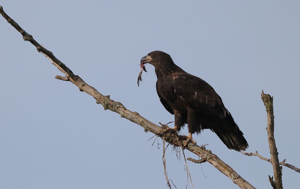 Majestic bald eagle perched on a branch with a fish in its beak, captured in a serene setting.