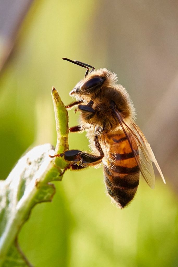 A vibrant close-up of a honeybee perched on a leaf, showcasing nature's beauty.