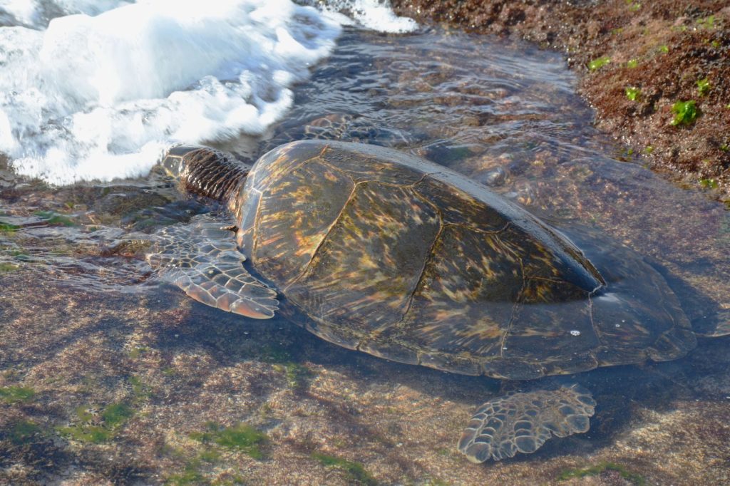 A serene scene of a green sea turtle resting at Waimea Beach, Hawaii, captured in stunning detail.