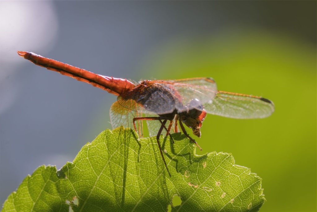 Detailed macro photo capturing a dragonfly perched on a green leaf. Perfect for nature themes.
