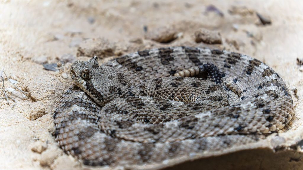 Detailed macro shot of a coiled sidewinder rattlesnake on sand, showcasing its unique scales and pattern.
