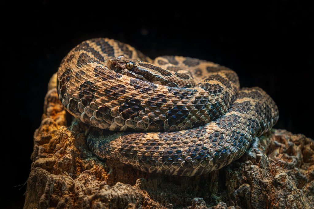 Macro photo of coiled Eastern Massasauga rattlesnake displaying scales and patterns.