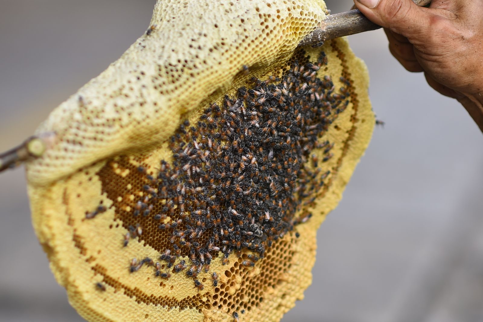 Detailed view of a natural beehive with swarming bees held by hand. Concept of beekeeping and nature.