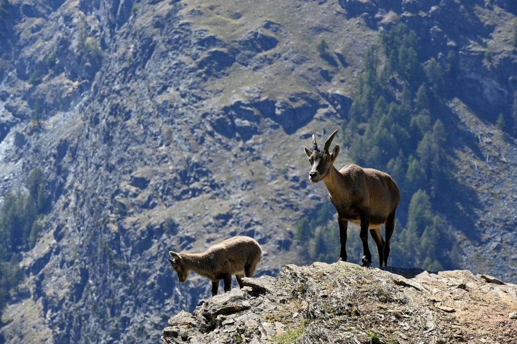 Two mountain goats stand on a rocky cliff against a rugged, mountainous backdrop.