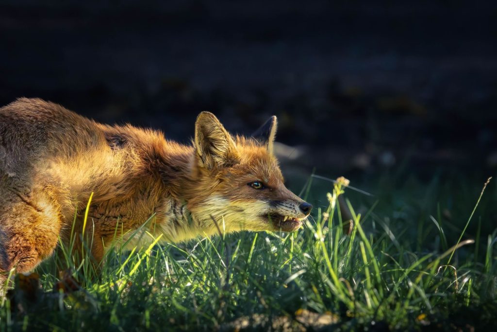 A red fox sneaks through sunlit grass in a serene forest setting, showcasing wildlife behavior.