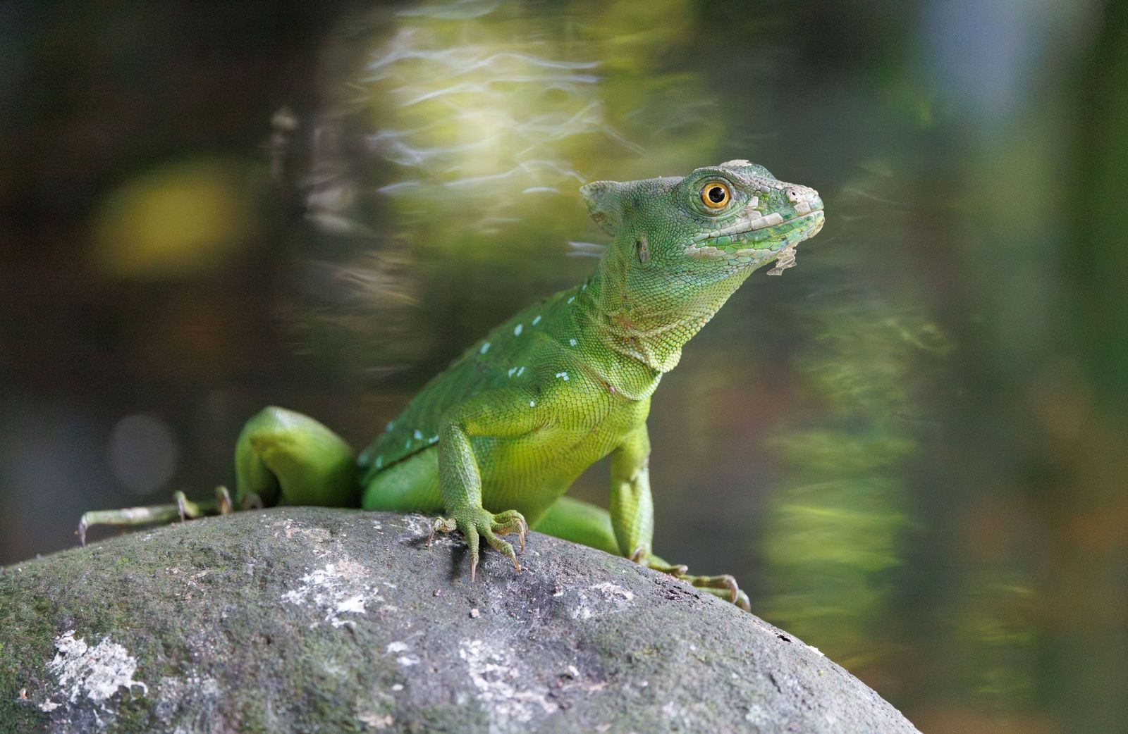 Close-up of a green lizard basking on a rock with blurred natural background.