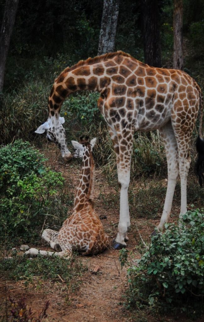 A mother giraffe tenderly nuzzles her calf in the wild, capturing a serene moment of wildlife bonding.