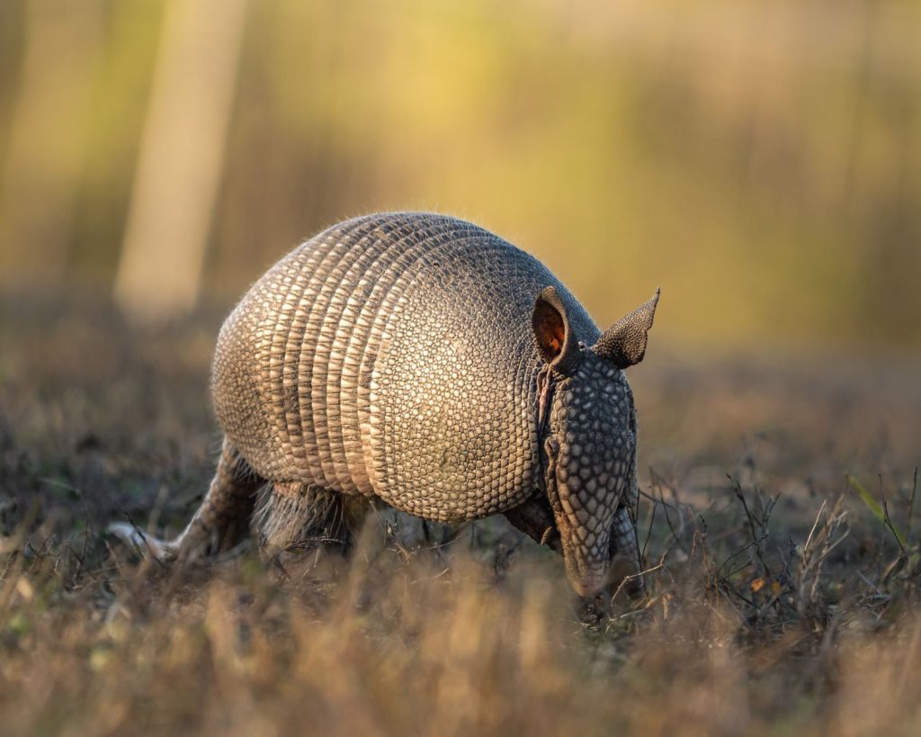 A nine-banded armadillo roaming outdoors during the day.