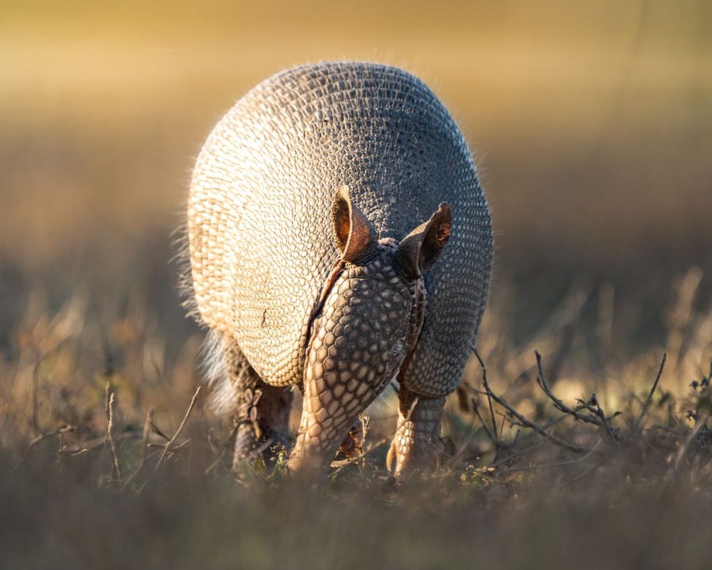 A nine-banded armadillo forages in a sunlit field, showcasing its textured shell.