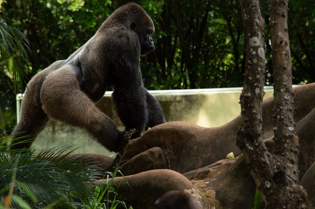A powerful gorilla standing in a lush, green jungle setting in Minas Gerais, Brazil.