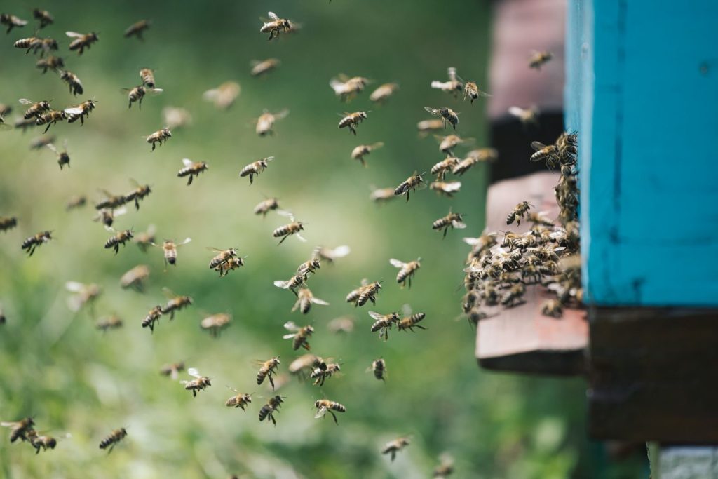 A vibrant swarm of honeybees buzzing around a wooden beehive on a sunny summer day.