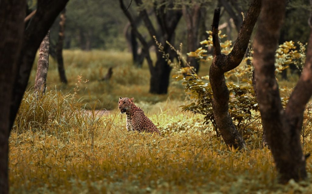 Leopard rests amid tall grasses in a serene forest setting.
