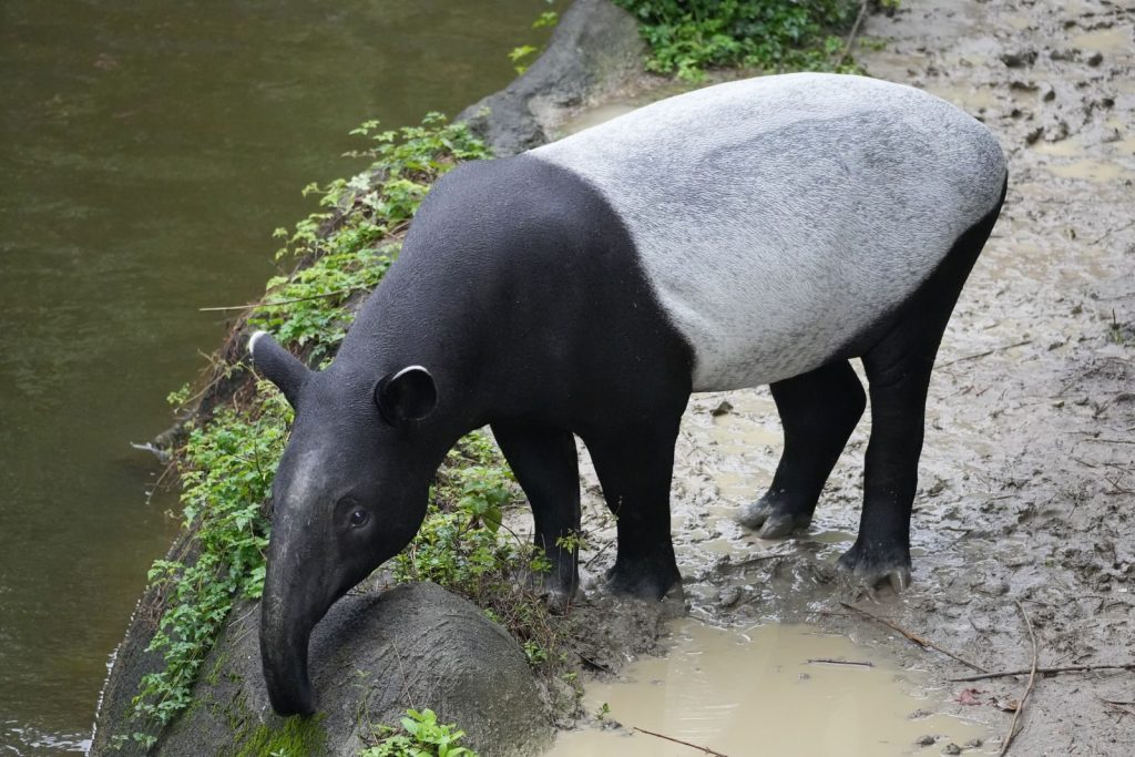 A Malayan Tapir standing by a muddy riverside, surrounded by green foliage.