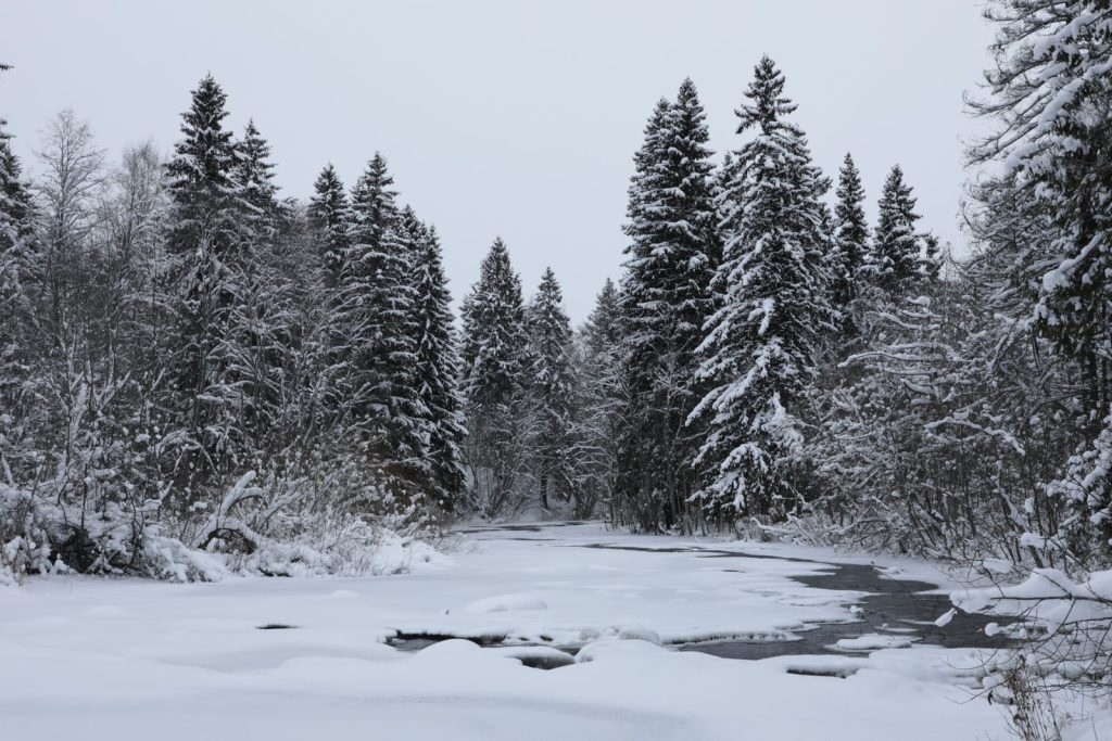 Tranquil snow-covered forest scene in Petrozavodsk, Karelia, Russia.