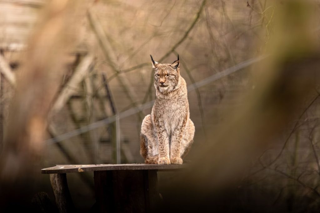 Captivating image of a European lynx perched in its natural environment.