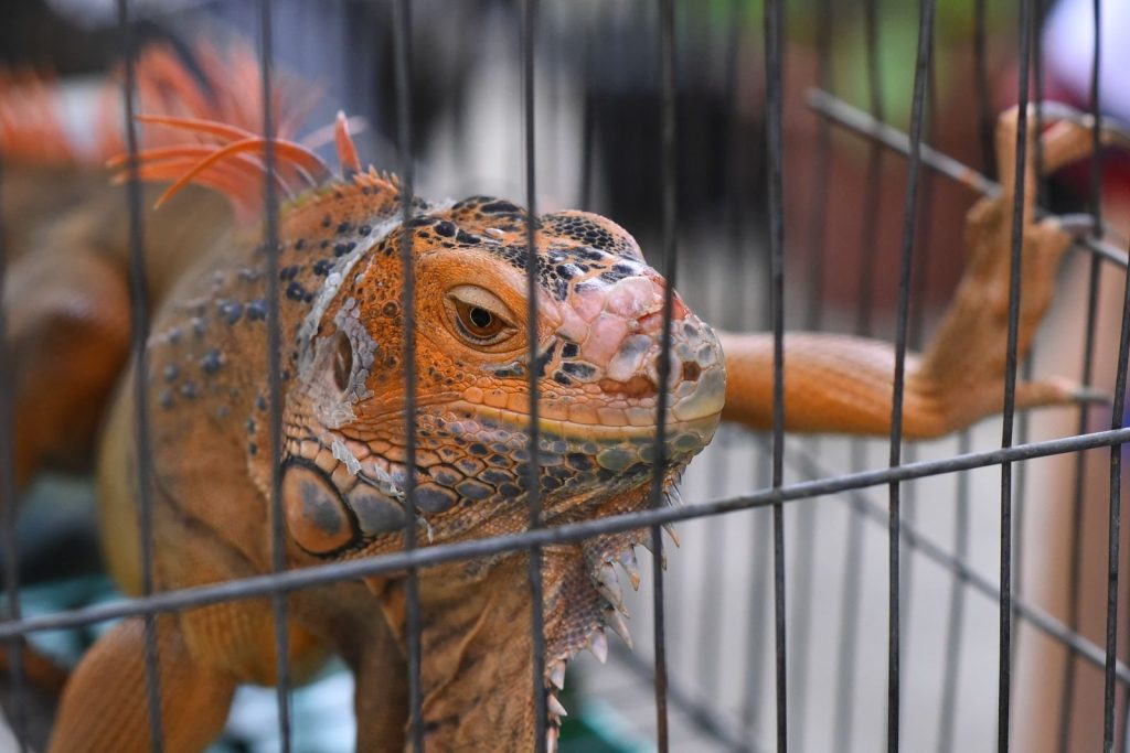 Vibrant iguana with orange scales and spines inside a cage.