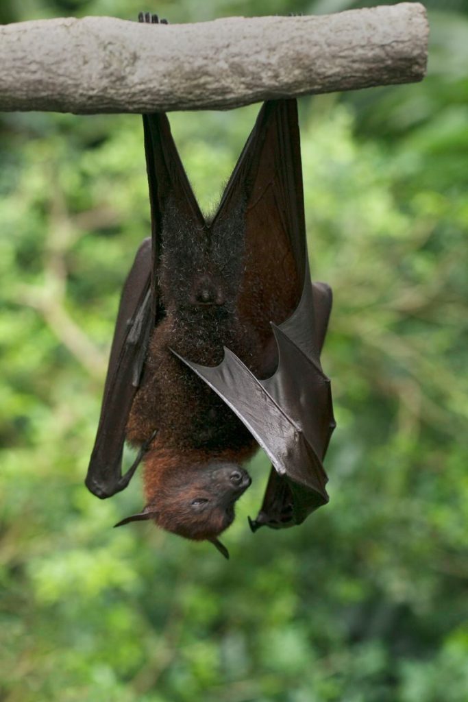 Close-up of a flying fox bat hanging upside down on a branch in a lush tropical forest.