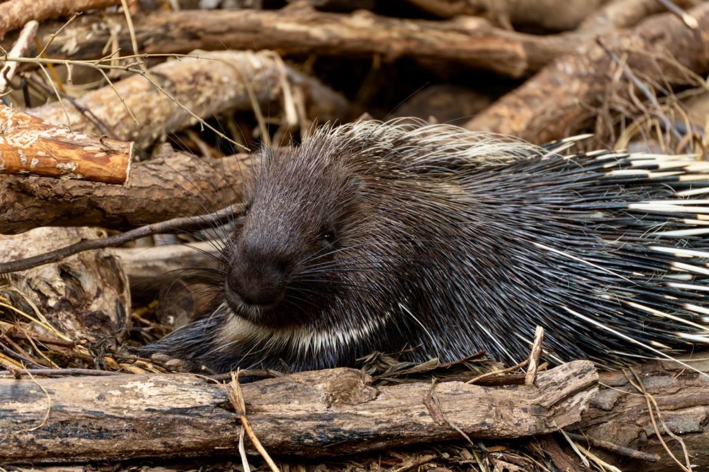 A detailed image of a porcupine resting amidst branches, showcasing its quills.