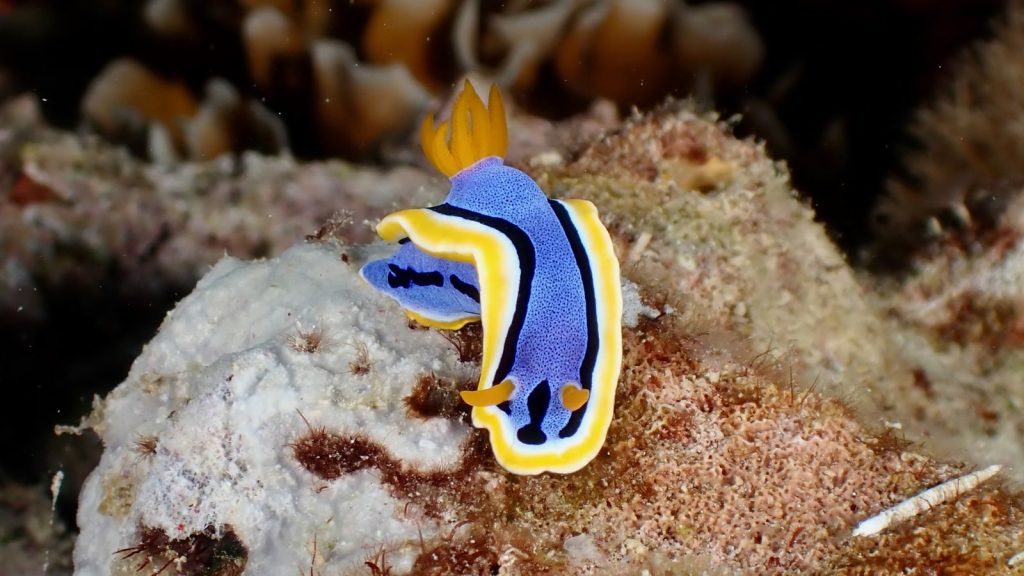 A colorful nudibranch on coral reef in the Philippines, showcasing vibrant hues.