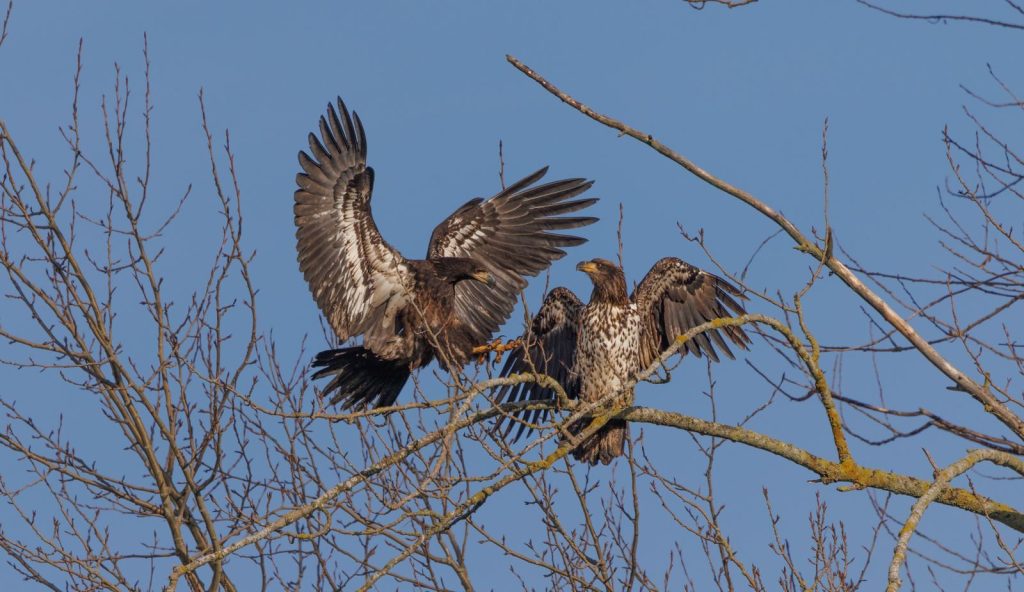 Two juvenile bald eagles perched on a tree branch against a clear blue sky.