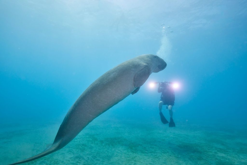 A diver captures stunning footage of a dugong swimming in crystal-clear waters.